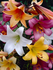 Crini Parfumati MIX - Pachet 10 Bulbi - Aqua Flowers