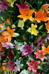 Crini Parfumati MIX - Pachet 10 Bulbi - Aqua Flowers