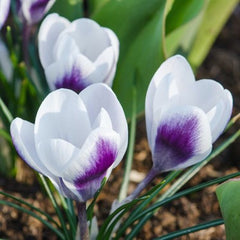 Branduse - Crocus - Prince Claus – Pachet 5 Bulbi