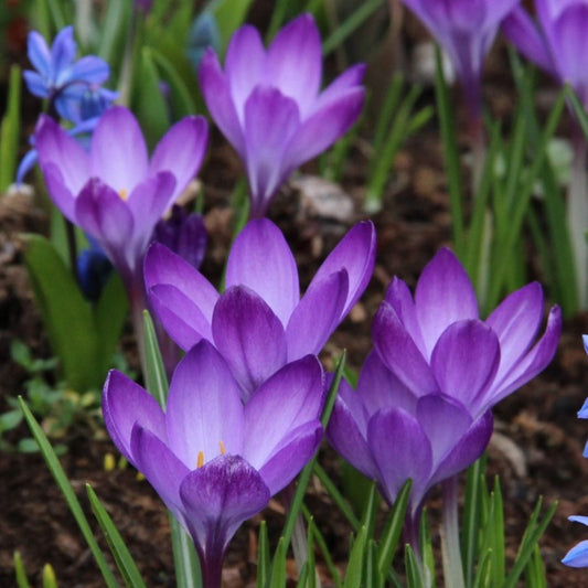 Branduse - Crocus - Ruby Giant – Pachet 5 Bulbi