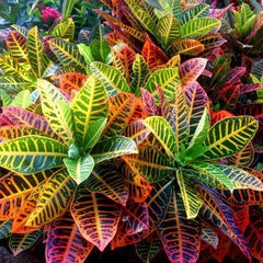 Codiaeum Excellent - Ghiveci - Aqua Flowers