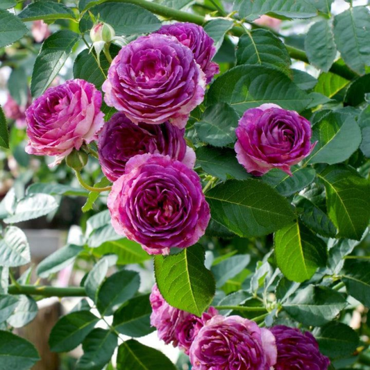 Trandafiri cățărători - Lavender Purple - Rădăcină ambalată - Aqua Flowers