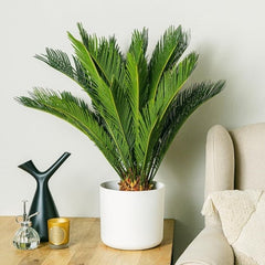 Cycas Revoluta - Palmier Sago - Ghiveci - Aqua Flowers