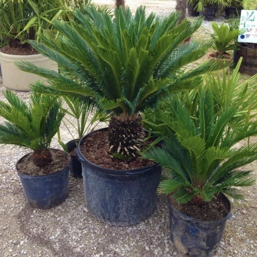 Cycas Revoluta - Palmier Sago - Ghiveci - Aqua Flowers