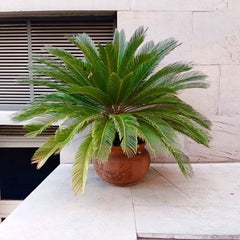 Cycas Revoluta - Palmier Sago - Ghiveci - Aqua Flowers