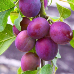 Prun d'Agen - Anul 2-3 - Radacina Ambalata - Aqua Flowers