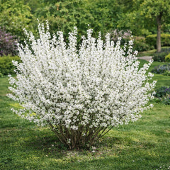 Forsythia Albă – ghiveci - -înălțime la livrare 40-50 cm