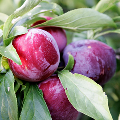 Prun d'Agen - Anul 2-3 - Radacina Ambalata - Aqua Flowers