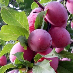 Prun d'Agen - Anul 2-3 - Radacina Ambalata - Aqua Flowers