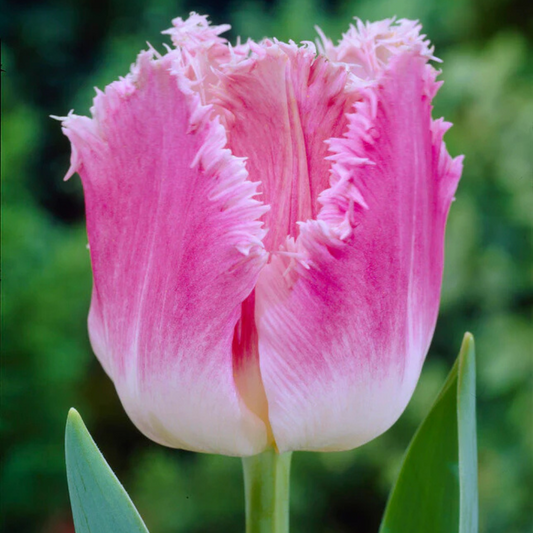 Bulbi Lalele Dallas – Pachet 5 Bulbi - Aqua Flowers