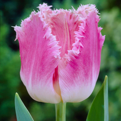 Bulbi Lalele Dallas – Pachet 5 Bulbi - Aqua Flowers