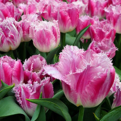 Bulbi Lalele Dallas – Pachet 5 Bulbi - Aqua Flowers