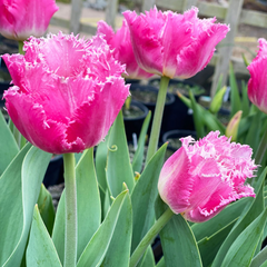 Bulbi Lalele Dallas – Pachet 5 Bulbi - Aqua Flowers