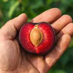 Cais Negru – Rădăcină Ambalată Anul 3 – Aqua Flowers