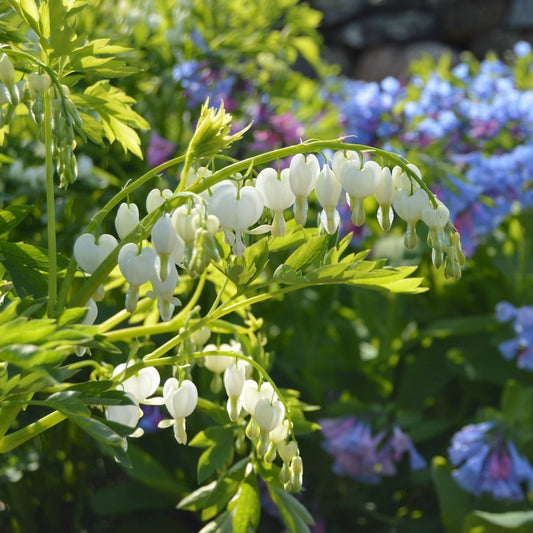 Dicentra - Spectabilis Alba - Pachet 1 Radacina - Aqua Flowers