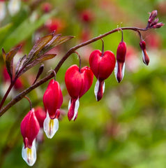 Dicentra - Valentine - Pachet 1 Radacina - Aqua Flowers