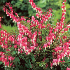 Dicentra - Valentine - Pachet 1 Radacina - Aqua Flowers