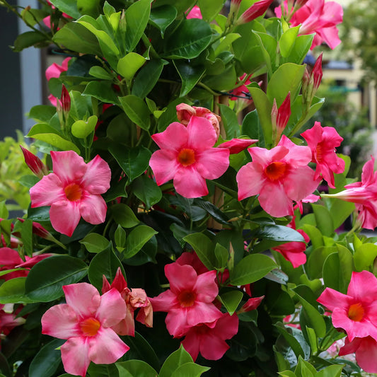 Dipladenia Roz - Ghiveci - 25 - 30 cm