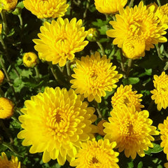 Crizanteme Galbene - Ghiveci - Aqua Flowers