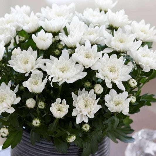 Crizanteme Albe - Ghiveci - Aqua Flowers