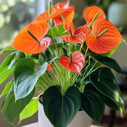 Anthurium Adios Orange - Ghiveci - Aqua Flowers