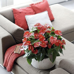 Anthurium Nevada - Ghiveci - Aqua Flowers