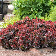 Berberis Thunberrgii Natasza - Ghiveci 2l