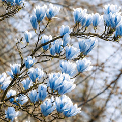 Magnolia Blue Opal - Ghiveci 3L - H 100 - 110 cm