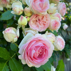 Trandafiri Cataratori Parfumati - Eden Rose - Anul 3 - Ghiveci 2L