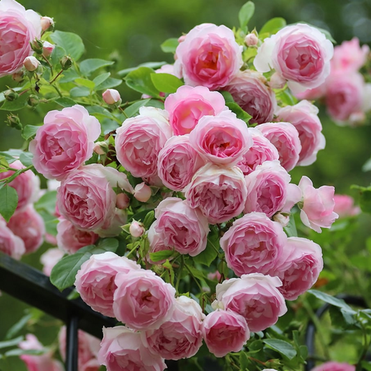 Trandafiri Cățărători - Eden Rose - Rădăcină Ambalată - Aqua Flowers