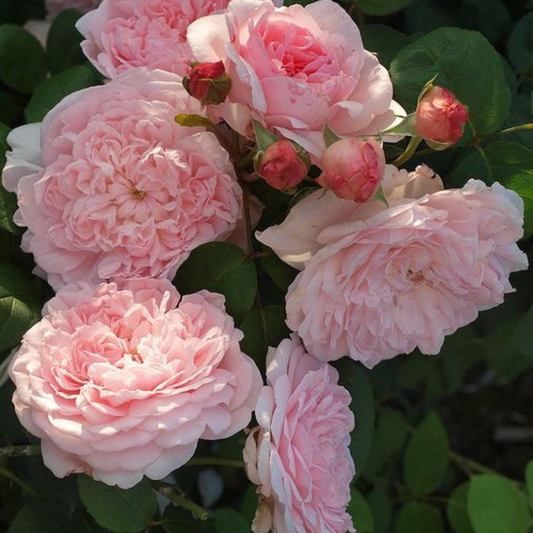 Trandafiri cățărători - Eglantyne - Rădăcină ambalată - Aqua Flowers