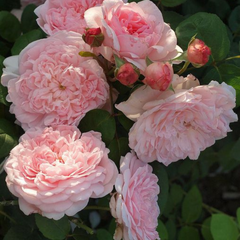 Trandafiri cățărători - Eglantyne - Rădăcină ambalată - Aqua Flowers