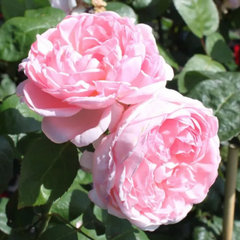 Trandafiri cățărători - Eglantyne - Rădăcină ambalată - Aqua Flowers