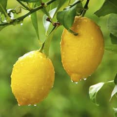 Lămâi Eureka Anul 3 Altoit – Ghiveci (140-160 cm) – Aqua Flowers