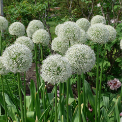 Bulbi Allium Mount Everest – Pachet 5 Bulbi– Aqua Flowers