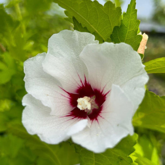 Hibiscus pomisor alb - GHIVECI 3L - MARIME LA LIVRARE 90-110 CM