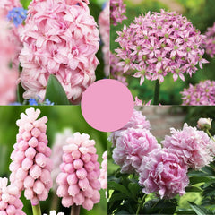 Pachet Primăvară Roz Deschis