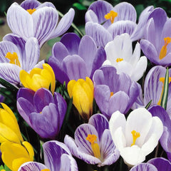 Brândușe Mix – Crocus - Pachet 30 Bulbi (fără șofran)