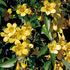 Iasomie De Gradina Parfumata ''Trachelospermum jasminoides 'Star'' -Ghiveci