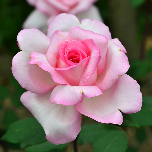 Trandafiri Teahibrizi - Flamingo - Rădăcină Ambalată - Aqua Flowers