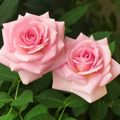 Trandafiri Teahibrizi - Flamingo - Rădăcină Ambalată - Aqua Flowers