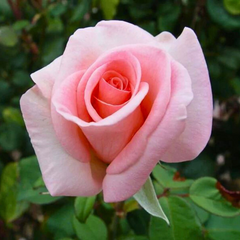 Trandafiri Teahibrizi - Flamingo - Rădăcină Ambalată - Aqua Flowers