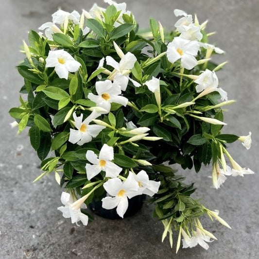 Floare terasa/balcon - Dipladenia Alba - Ghiveci - Aqua Flowers