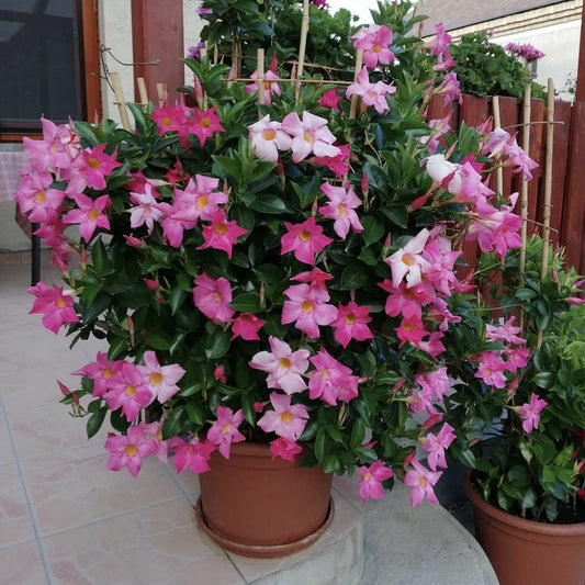 Floare terasa/balcon - Dipladenia Pink - Planta la ghiveci - Aqua Flowers
