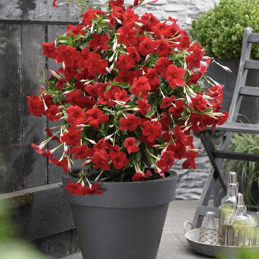 Floare terasa/balcon - Dipladenia Rosie - Ghiveci - Aqua Flowers