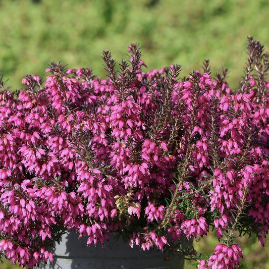 Floare terasa/balcon - Erika Ladies Sarah - Ghiveci - Aqua Flowers