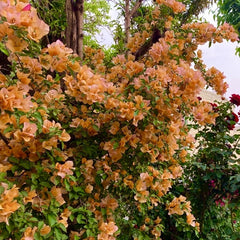 Floare terasa/balcon - Floarea de Hartie (Bougainvillea sanderiana) - Portocalie - Ghiveci 2L - Aqua Flowers