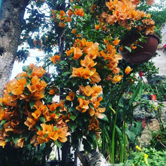 Floare terasa/balcon - Floarea de Hartie (Bougainvillea sanderiana) - Portocalie - Ghiveci 2L - Aqua Flowers