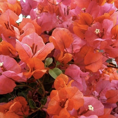 Floare terasa/balcon - Floarea de Hartie (Bougainvillea sanderiana) - Portocalie - Ghiveci 2L - Aqua Flowers