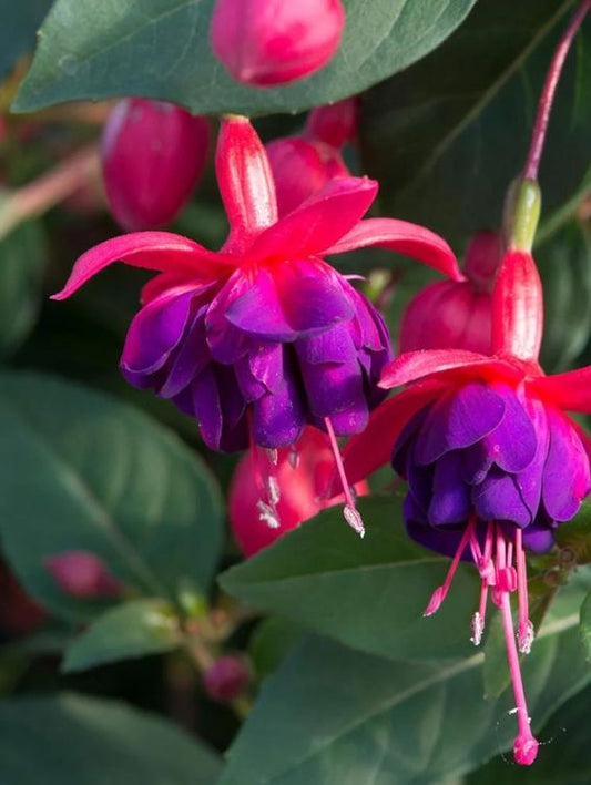 Floare terasa/balcon - Fuchsia - Aqua Flowers